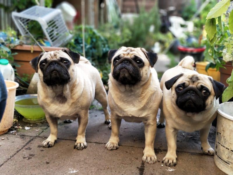 Pugs on porch IDX Image